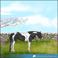 Horse Color:Brown Tobiano