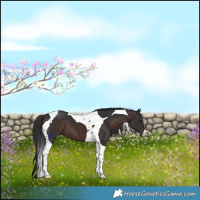 Horse Color:Brown Tobiano 