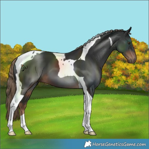 Horse Color:Liver Chestnut Tobiano 
