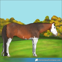 Horse Color:Bay Splash