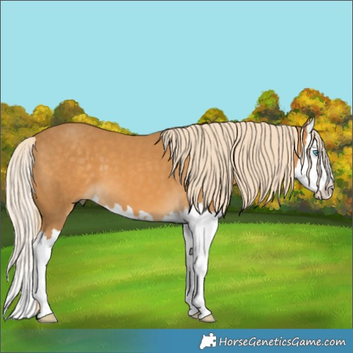 Horse Color:Palomino Splash
