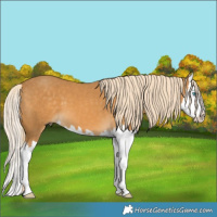 Horse Color:Palomino Splash 