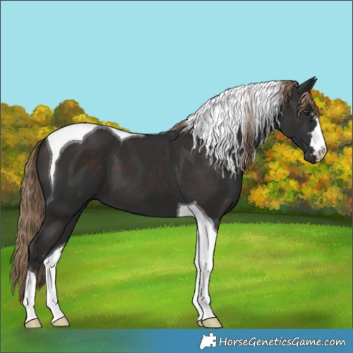 Horse Color:Liver Chestnut Tobiano