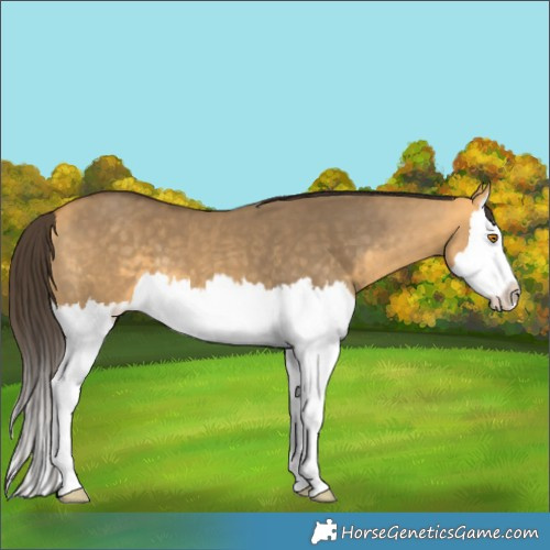 Horse Color:Buckskin Dun Splash 