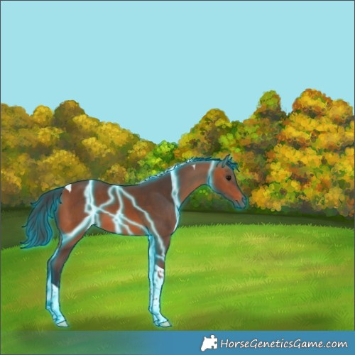 Horse Color:Thunderstruck Bay Tobiano 