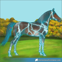 Horse Color:Thunderstruck Bay Tobiano