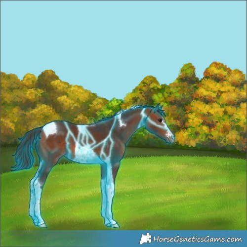 Horse Color:Thunderstruck Bay Tobiano 