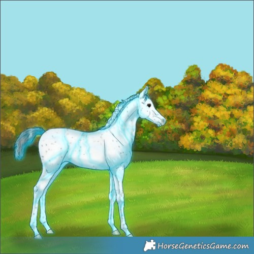 Horse Color:Thunderstruck White Spotted Brown Sabino Rabicano 