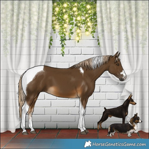 Horse Color:Chocolate Palomino Tobiano 