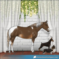 Horse Color:Chocolate Palomino Tobiano 