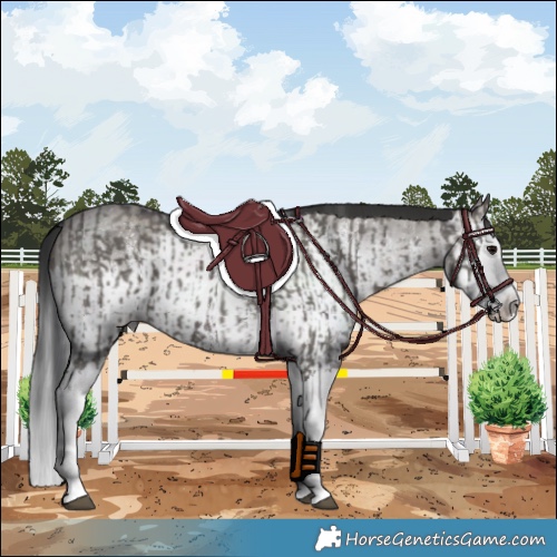 Horse Color:Grullo Sabino Splash  and Gray Grullo Sabino Splash 