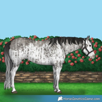 Horse Color:Grullo Sabino Splash  and Gray Grullo Sabino Splash 