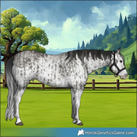 Horse Color:Grullo Sabino Splash and Gray Grullo Sabino Splash
