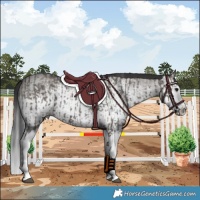 Horse Color:Grullo Sabino Splash  and Gray Grullo Sabino Splash 