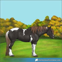 Horse Color:Liver Chestnut Tobiano 