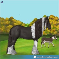 Horse Color:Liver Chestnut Tobiano