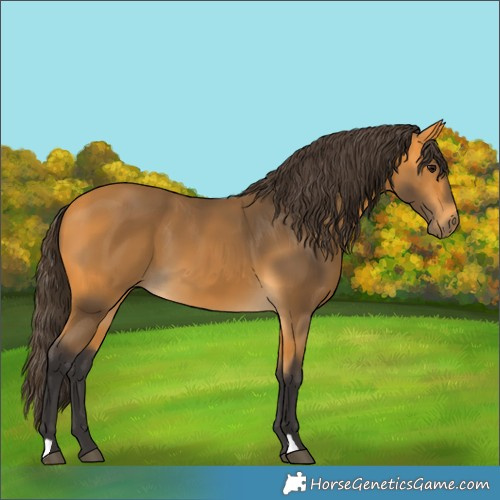 Horse Color:Buckskin 