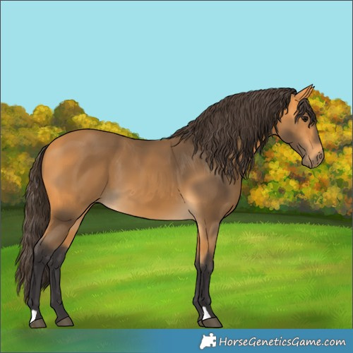 Horse Color:Buckskin