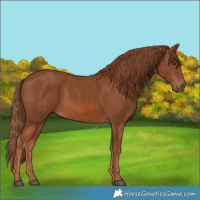 Horse Color:Chestnut 