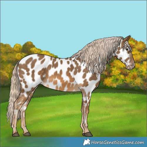Horse Color:Chocolate Palomino Appaloosa 