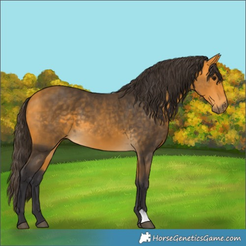 Horse Color:Buckskin
