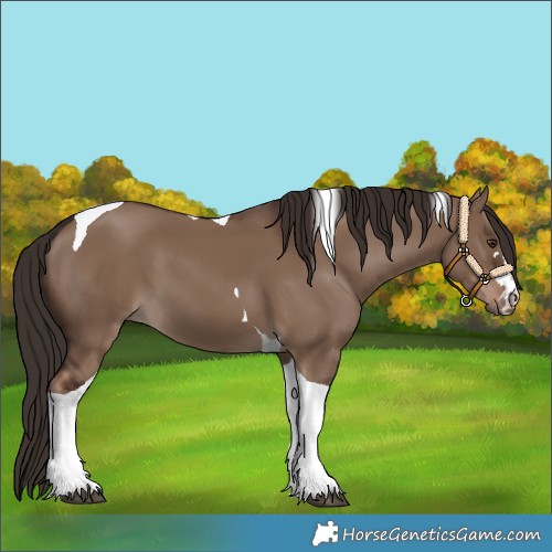 Horse Color:Liver Red Dun Tobiano 