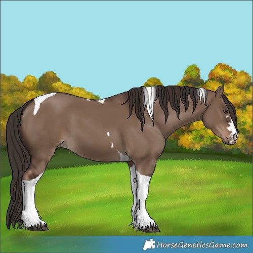 Horse Color:Liver Red Dun Tobiano