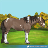 Horse Color:Liver Red Dun Tobiano