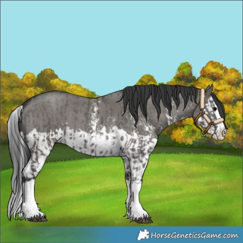 Horse Color:Grullo Sabino Splash and Grullo Sabino Splash