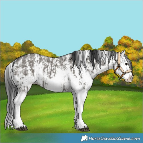 Horse Color:Grullo Sabino Splash  and Grullo Sabino Splash 