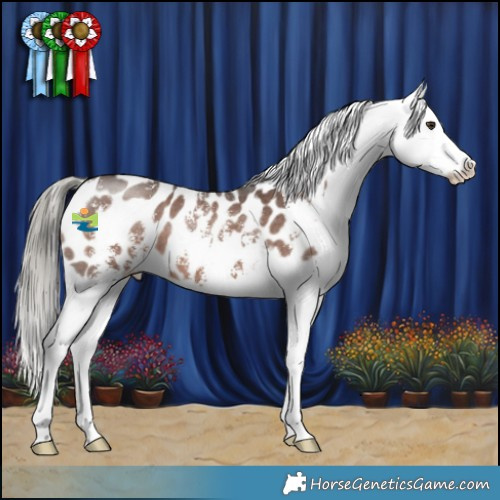 Horse Color:Liver Chestnut Mushroom Sabino Appaloosa 