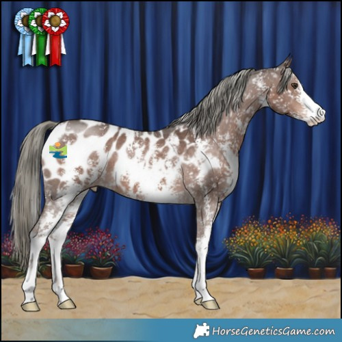 Horse Color:Liver Chestnut Mushroom Sabino Appaloosa