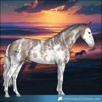 Horse Color:Silver Black Sabino Splash