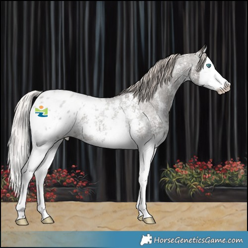 Horse Color:Silver Blue Roan Sabino Splash Appaloosa 