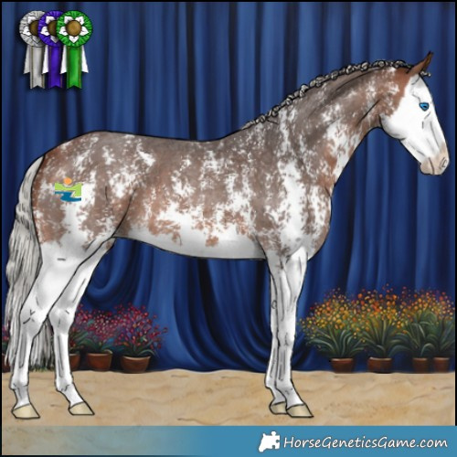 Horse Color:Silver Brown Sabino Splash 