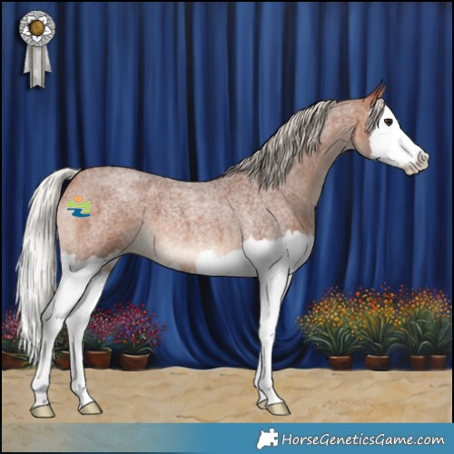 Horse Color:Silver Brown Roan Splash 