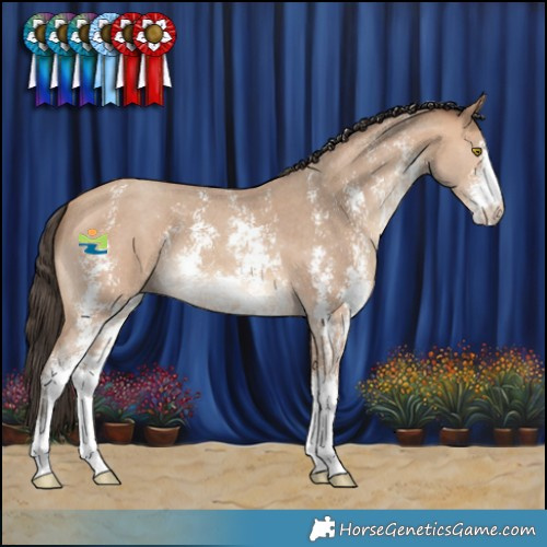 Horse Color:Amber Champagne Sabino 