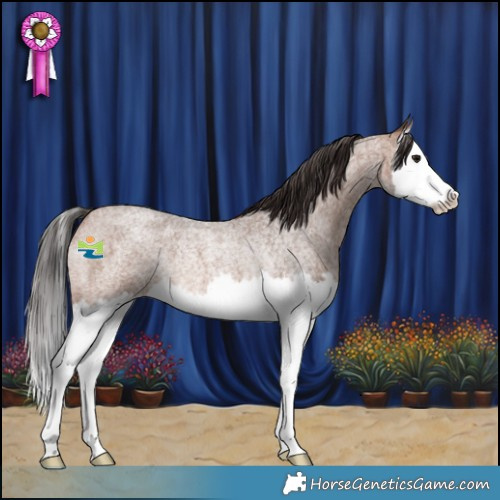 Horse Color:Bay Roan Splash Rabicano 