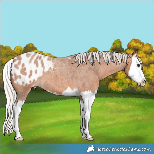 Horse Color:Silver Bay Roan Splash Appaloosa 