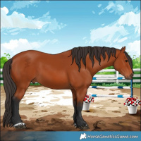 Horse Color:Bay 