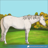 Horse Color:Smoky Creme Roan 
