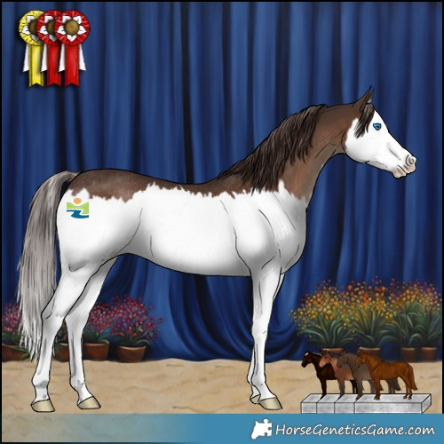 Horse Color:Liver Chestnut Splash Rabicano