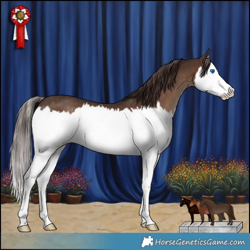 Horse Color:Liver Chestnut Splash Rabicano
