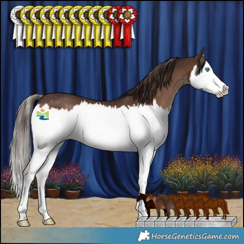 Horse Color:Liver Chestnut Splash Rabicano 