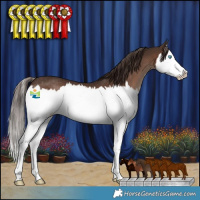 Horse Color:Liver Chestnut Splash Rabicano