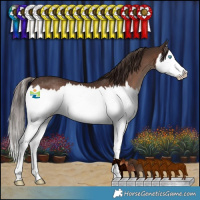 Horse Color:Liver Chestnut Splash Rabicano 