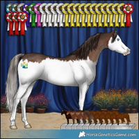 Horse Color:Liver Chestnut Splash Rabicano 