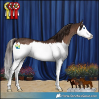 Horse Color:Liver Chestnut Splash Rabicano