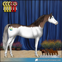 Horse Color:Liver Chestnut Splash Rabicano 