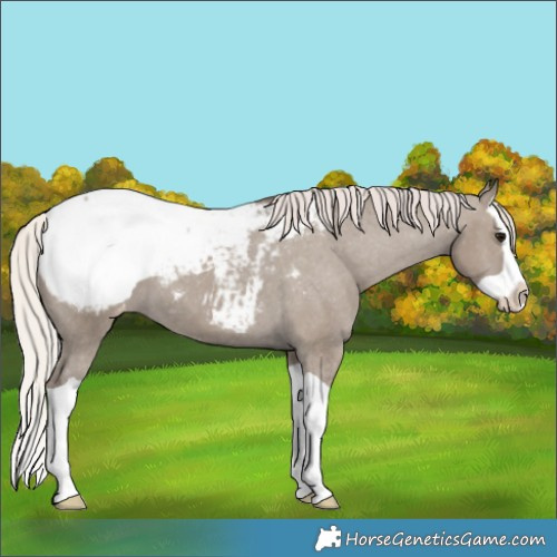 Horse Color:Silver Grullo Splash Appaloosa